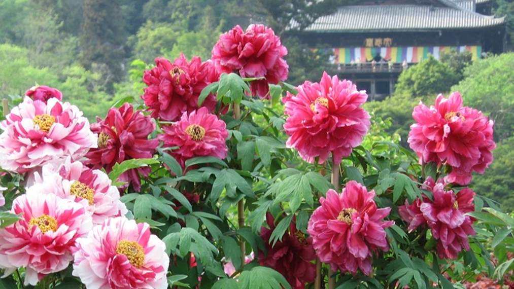 *【奈良・長谷寺のぼたん】「花の寺」にふさわしい美しいボタンがご覧いただけます（5月上旬頃）