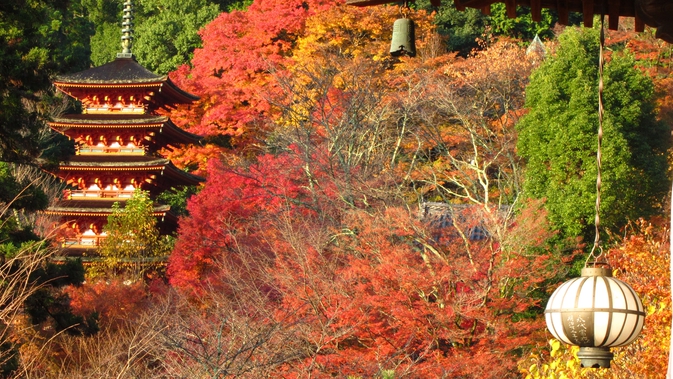 *【奈良・長谷寺の紅葉】本堂の外舞台から眺める五重塔と紅葉が見事です！