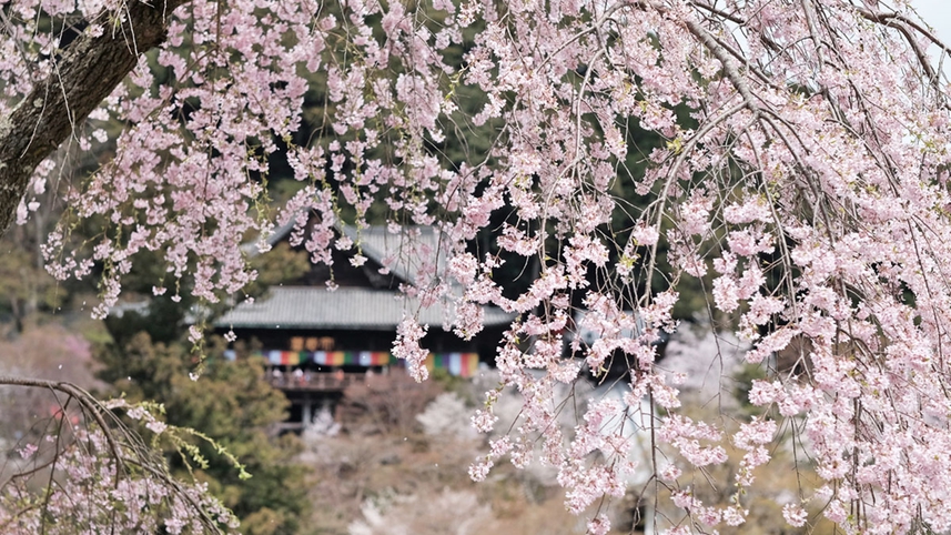 *【奈良・長谷寺の桜】3月中旬〜4月中旬において数種の桜が咲き誇ります。