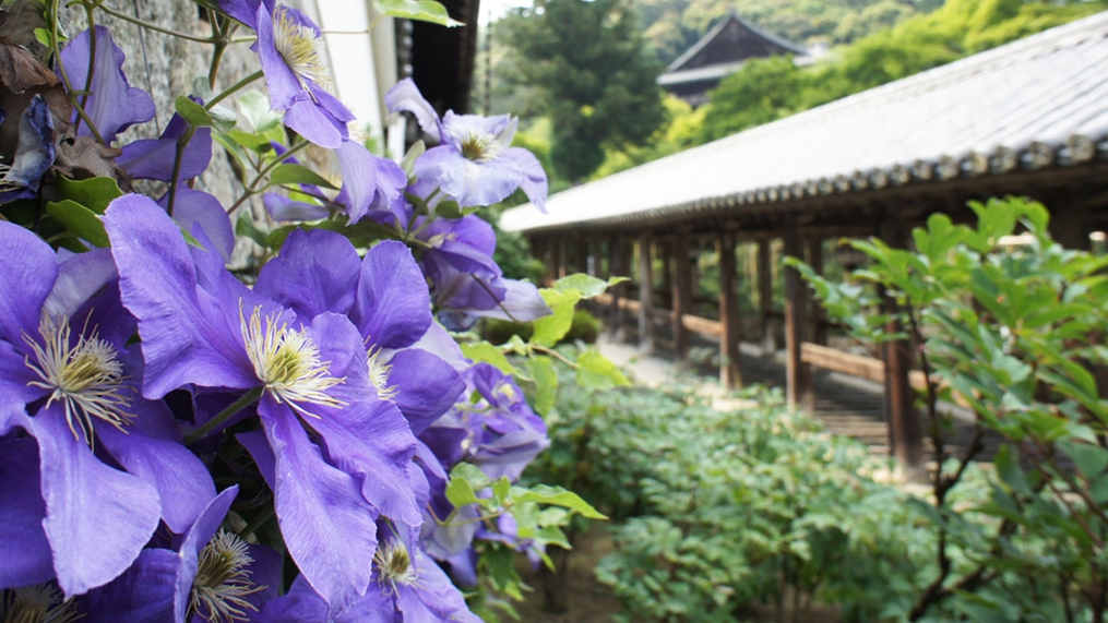 *【奈良・長谷寺の鉄線（クレマチス）】5月中旬〜6月中旬