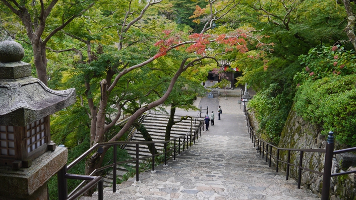 *【奈良・長谷寺の青もみじ】色づき始めた青もみじ。秋はもうすぐ。