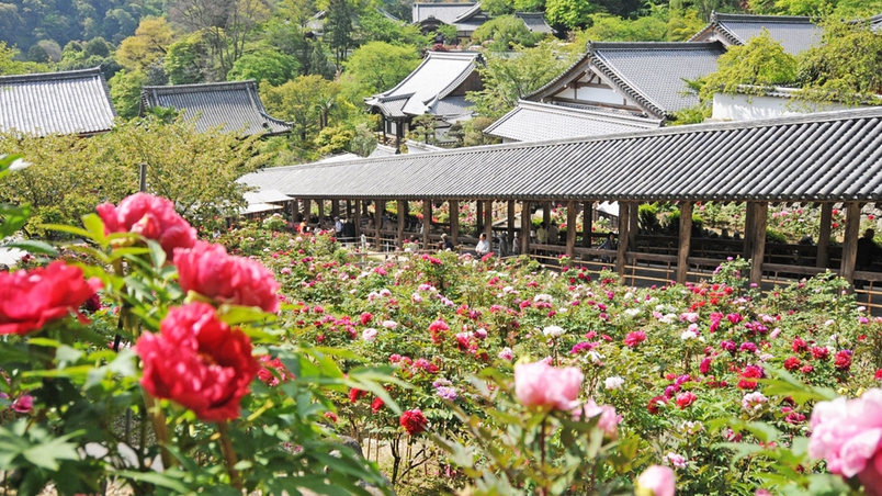 *【奈良・長谷寺のぼたん】シーズンは2月・4月〜5月中旬