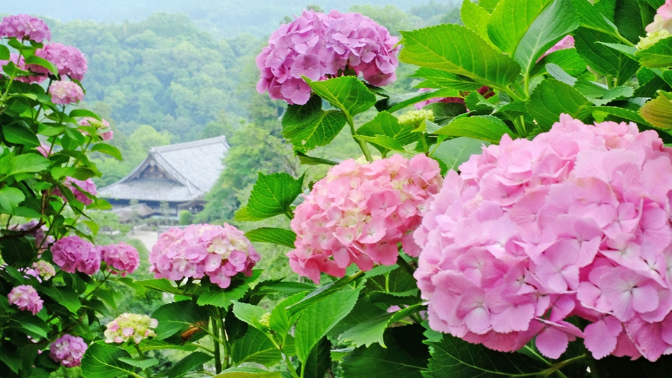 *【奈良・長谷寺のあじさい】シーズンは6月中旬〜7月中旬まで！