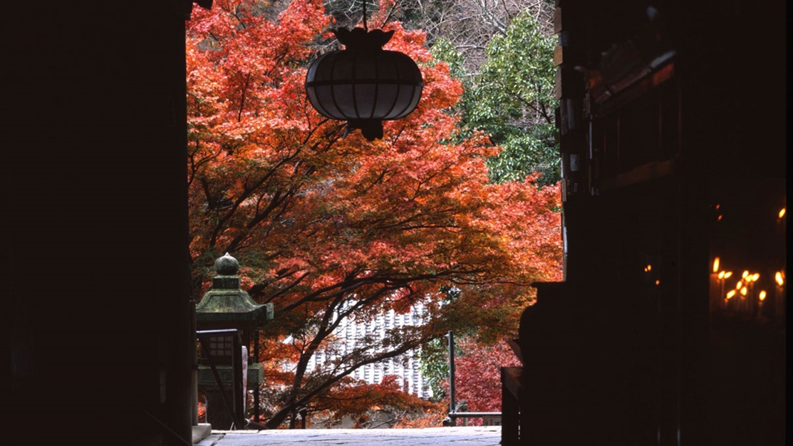 *【奈良・長谷寺の紅葉】シーズンは10月中旬〜12月上旬までとなり、11月はもみじ茶会も！
