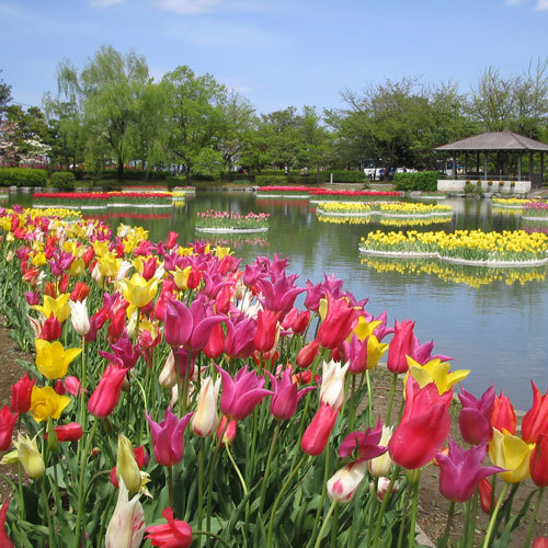 砺波チューリップ公園（４月下旬〜５月上旬）