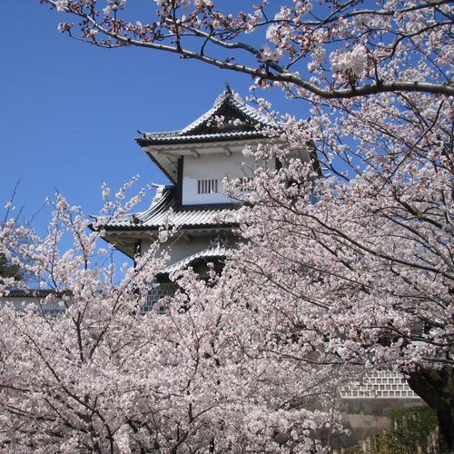 金沢城公園（石川門・桜）