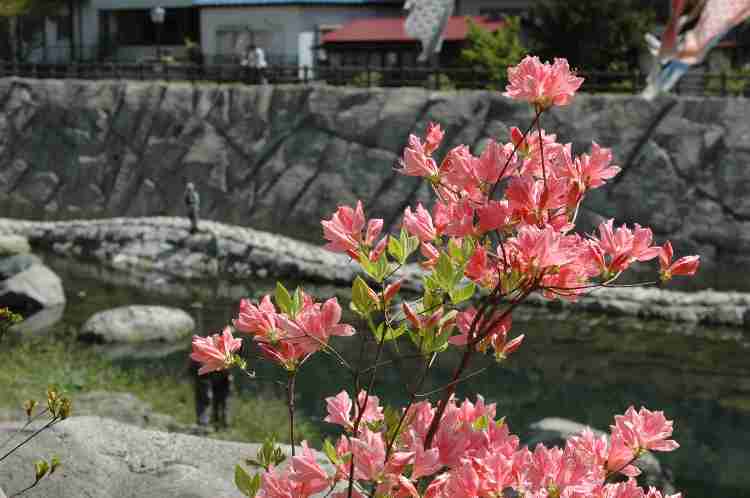 八汐つつじと釣り人