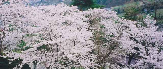 当館の裏山「城山」に咲く桜