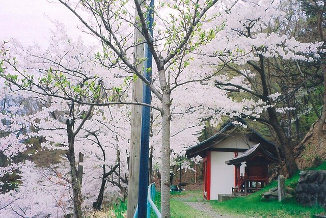 薬師堂がある西公園の桜