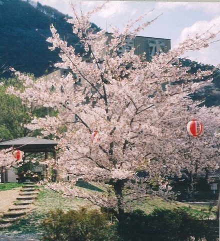 中央公園の桜