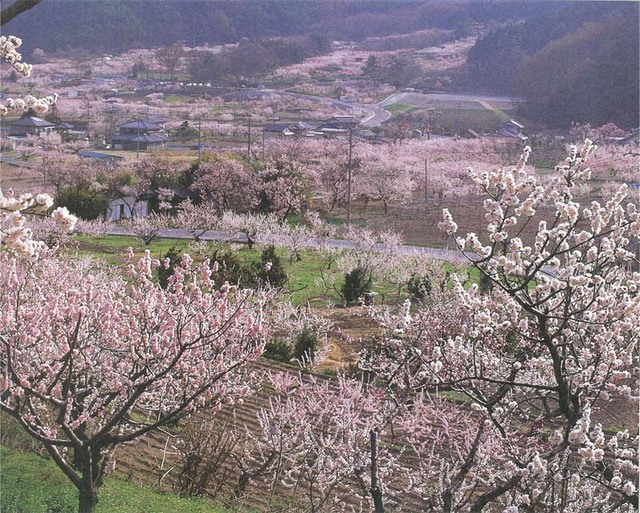 一目１０万本。日本一の杏の里「森〜倉科」の風景