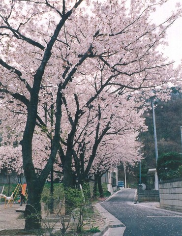 当館より徒歩５分。南部公園の桜