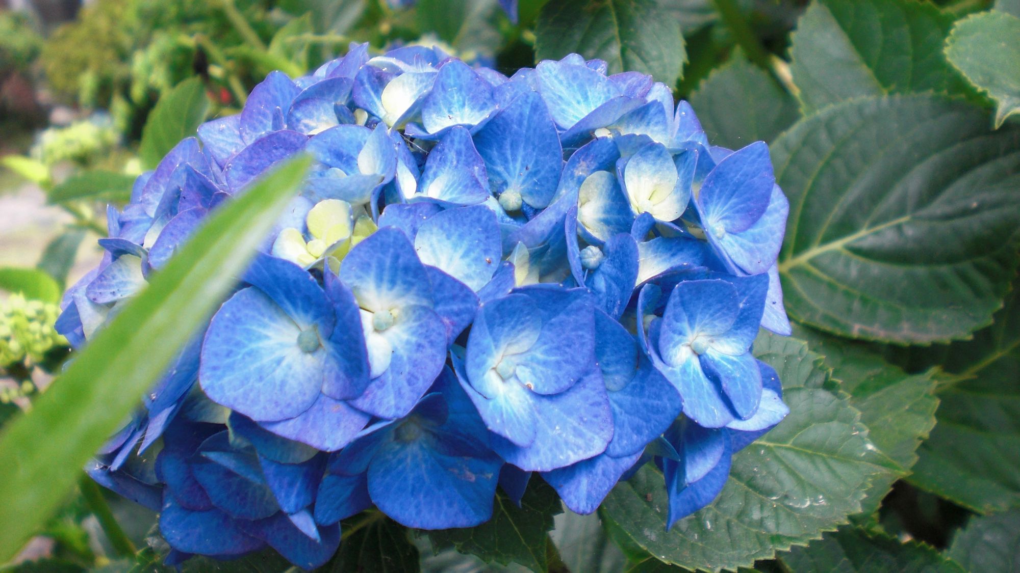 【6月】゜+。あじさいを見に行こう。+゜