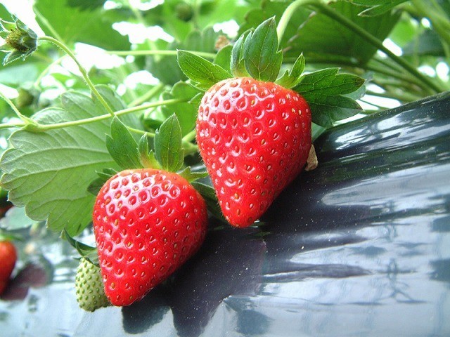 甘くて美味しい苺
