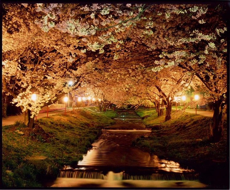春「観音寺川の夜桜」
