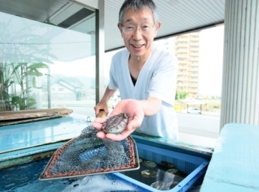 水槽から取り出す活け鮑