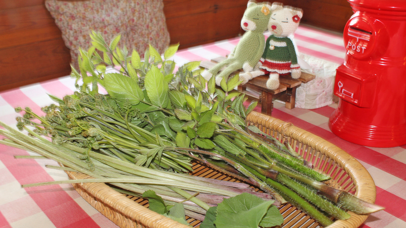 *［採れたて山菜］春〜初夏にかけて採れる山菜は、天ぷらやおひたしなどでお召し上がりいだきます