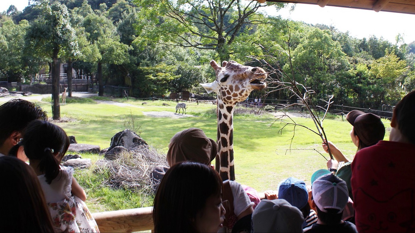 約110種類の動物さんが暮らす広々とした園内では動物さんのありのままの生態を見ることが出来ます。