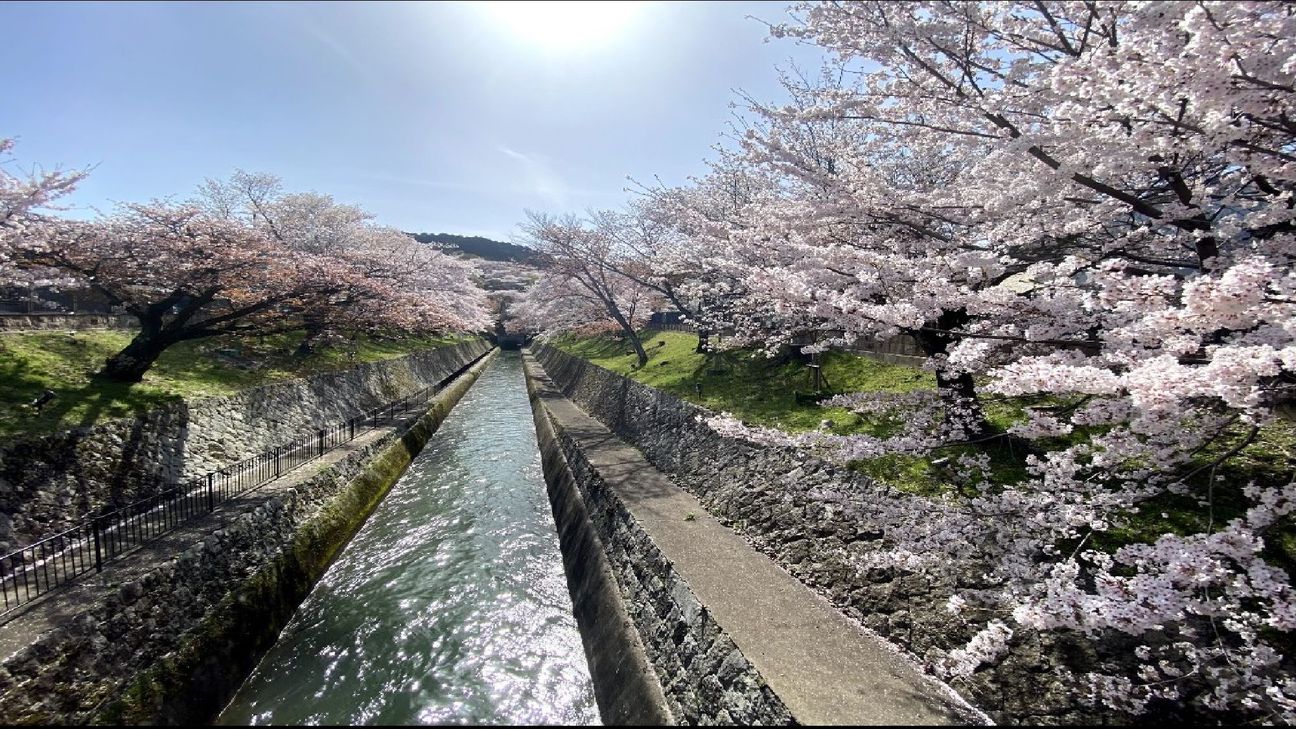 春の琵琶湖疎水【桜】