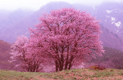 少し遅く咲き始め特徴のあるピンク色の花が一斉に咲き始める。西蔵王大山桜