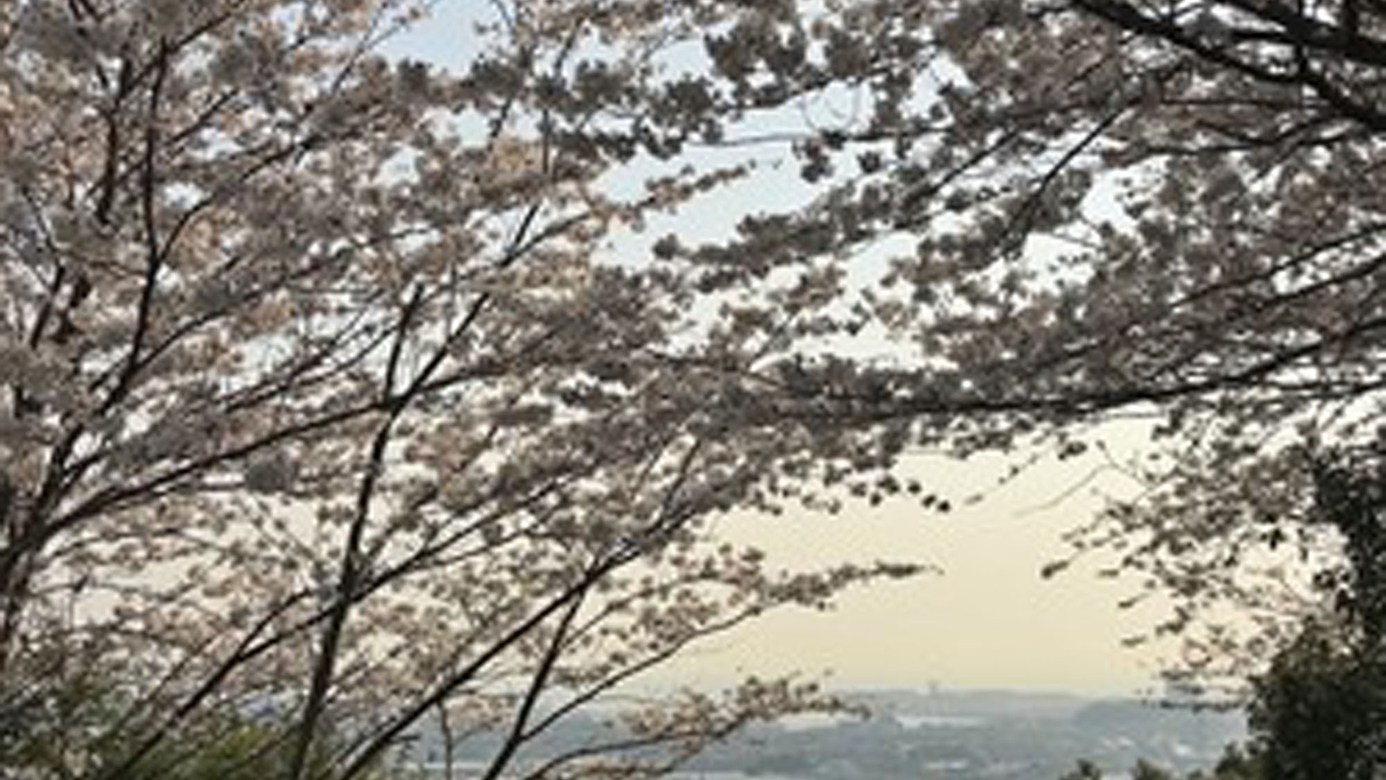 【御津山園の桜】*