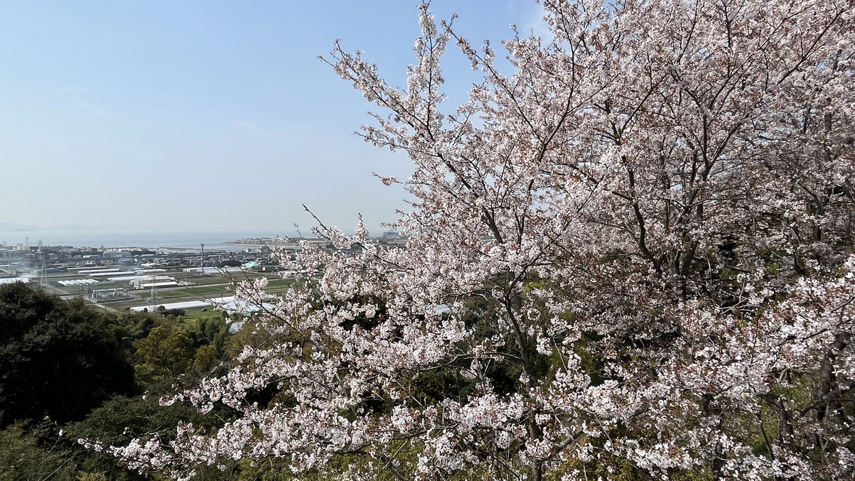 テラスからの桜 *