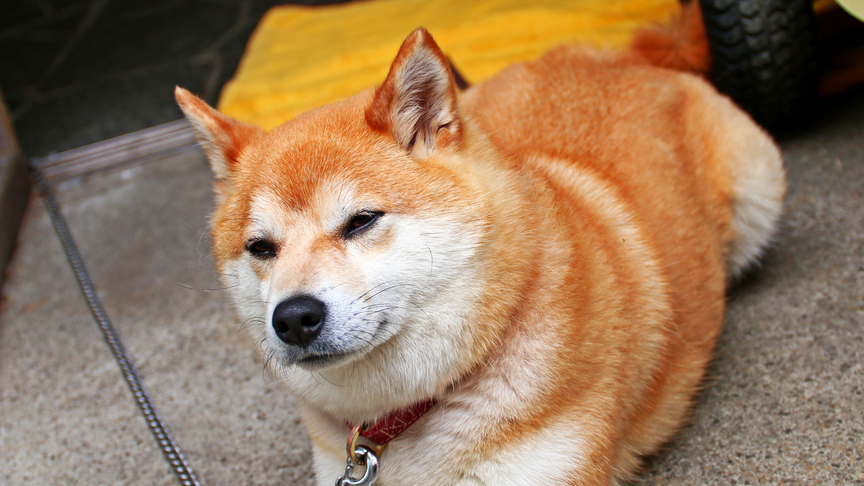 芳雲館の看板犬《わかくん》です。