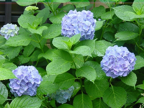 あらかわ荘玄関の紫陽花（紫）