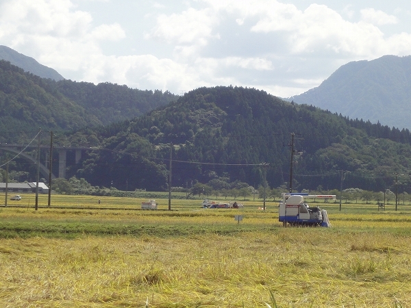 関川産新米コシヒカリの刈入れ味わいに来てください！
