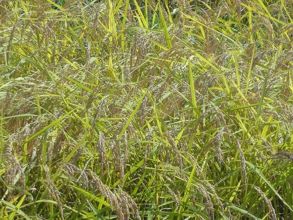 関川産新米コシヒカリの稲穂味わいに来てください！