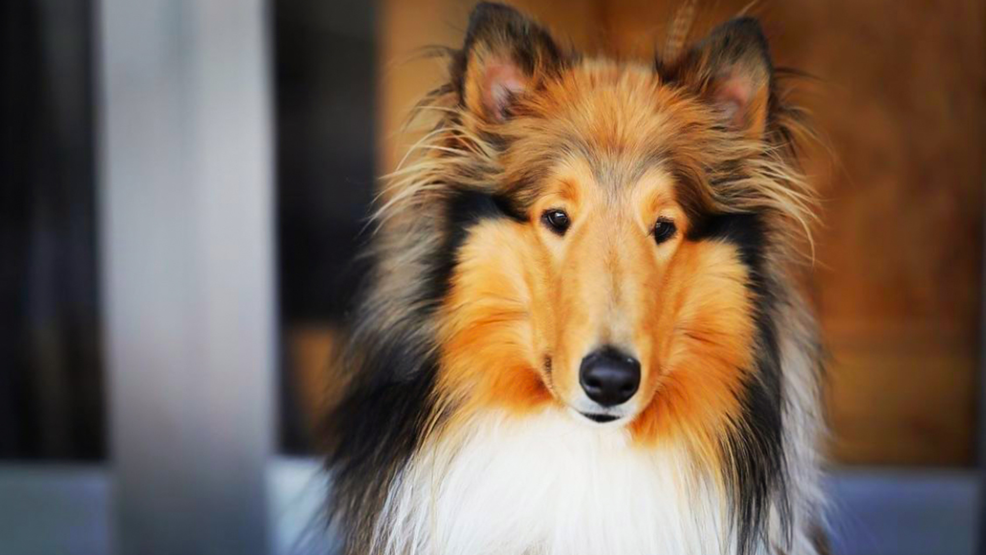 ・【その他】看板犬のサチ。ペット同伴でもお泊りいただけます