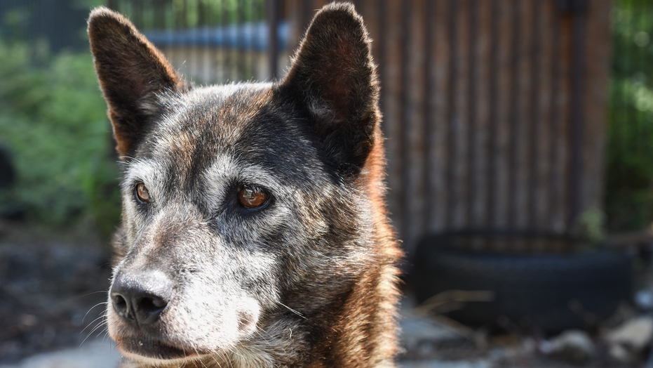 *当館の看板犬の甲斐犬MIX【伝助】君・芦安は甲斐犬発祥の地といわれており当館の番犬は代々甲斐犬です