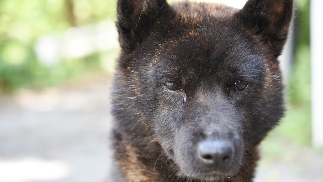 *当館の看板犬『甲斐犬』の【ナナ】ちゃん芦安は甲斐犬発祥の地といわれており当館の番犬は代々甲斐犬です