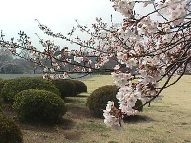 新宿御苑の桜