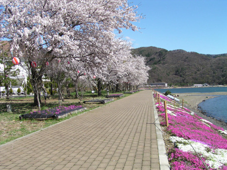 富士・河口湖さくらまつり