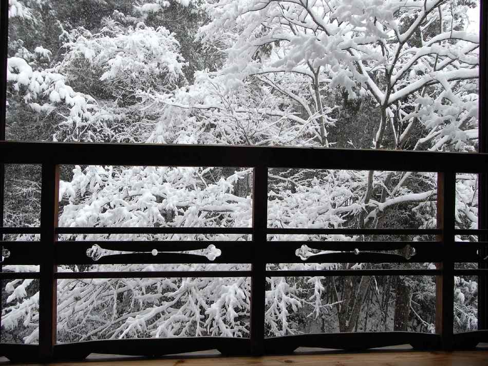 降り続く粉雪