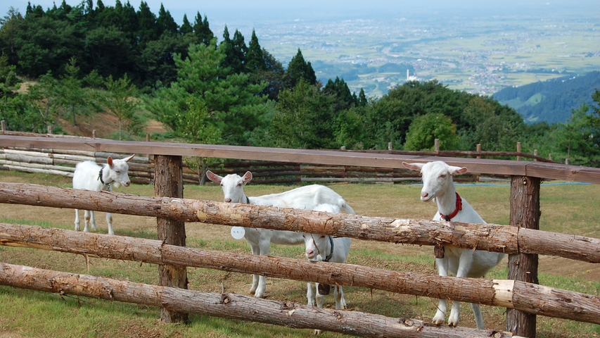 【夏季限定】ホテル敷地内にある「やぎ園」