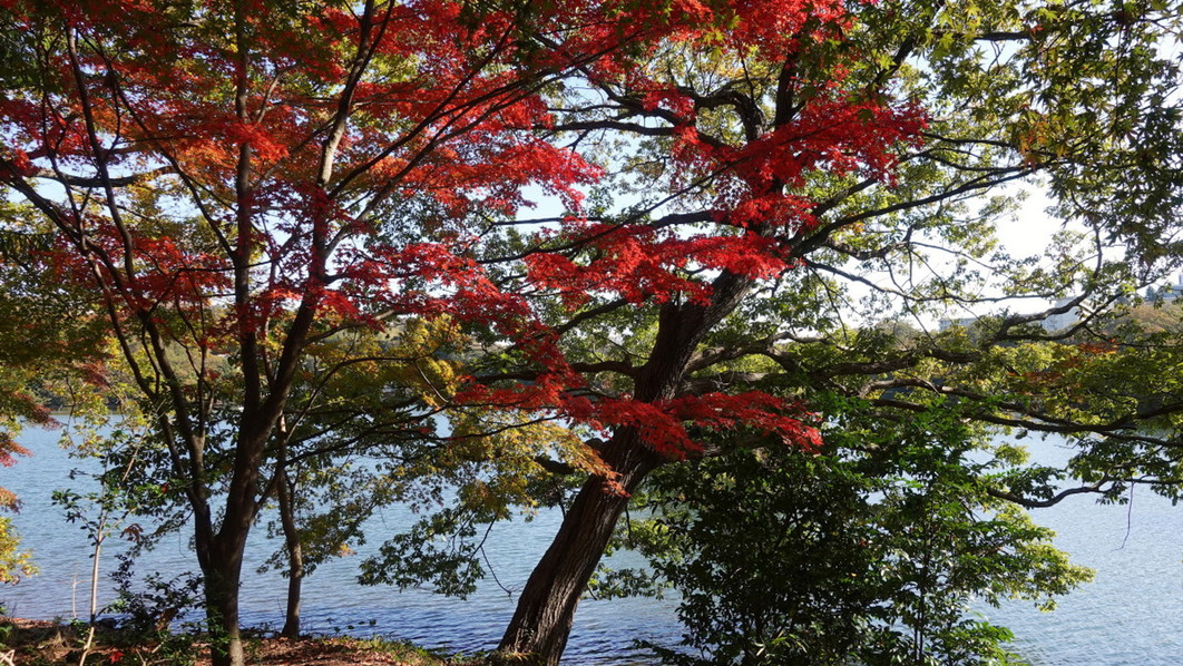 紅葉と一碧湖のコントラストをカメラで切り取って。素敵な1枚をどうぞ♪
