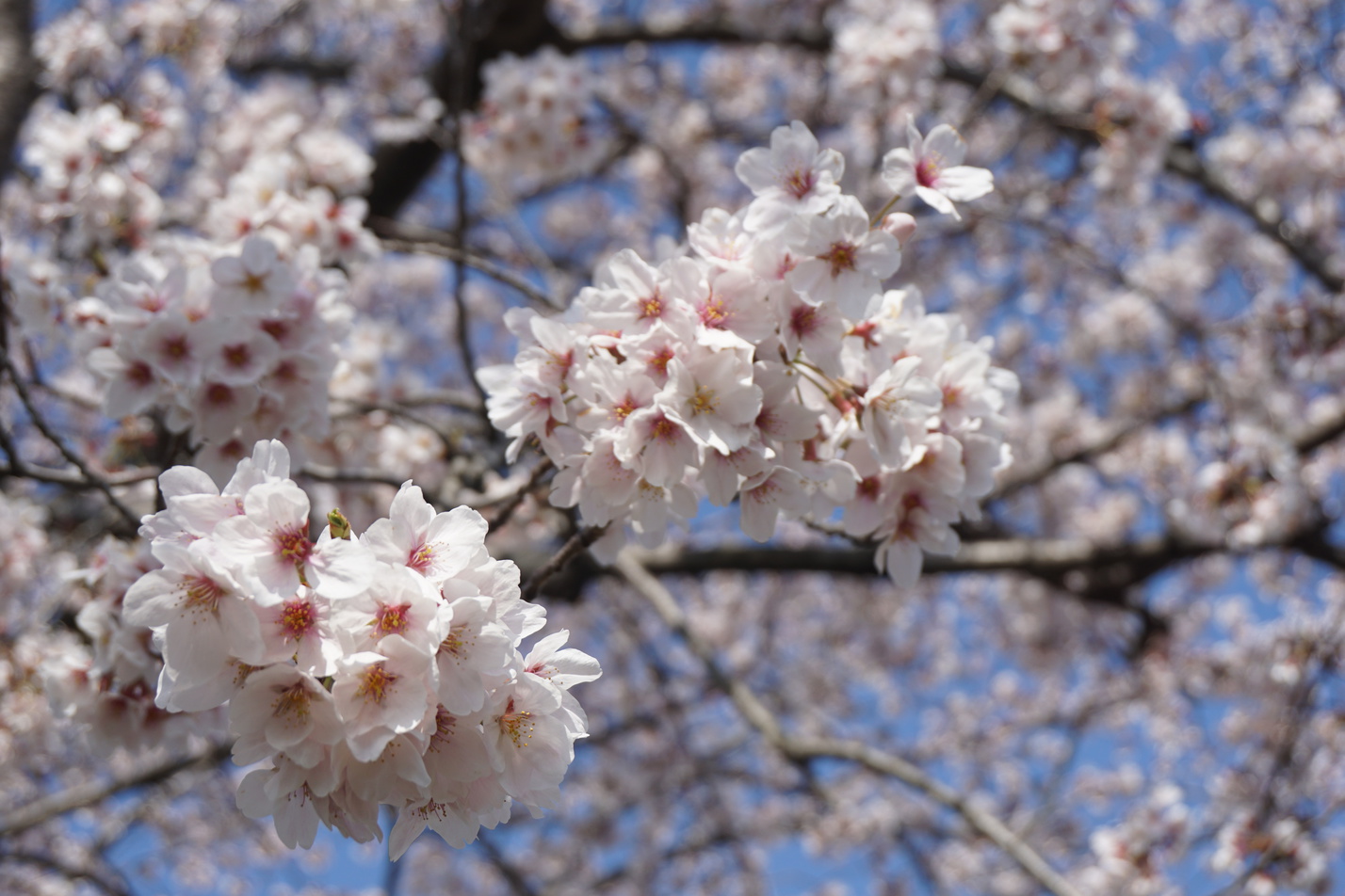 静岡は河津町に咲く早咲きの桜、「河津桜」。一足早く、春気分を満喫しませんか？