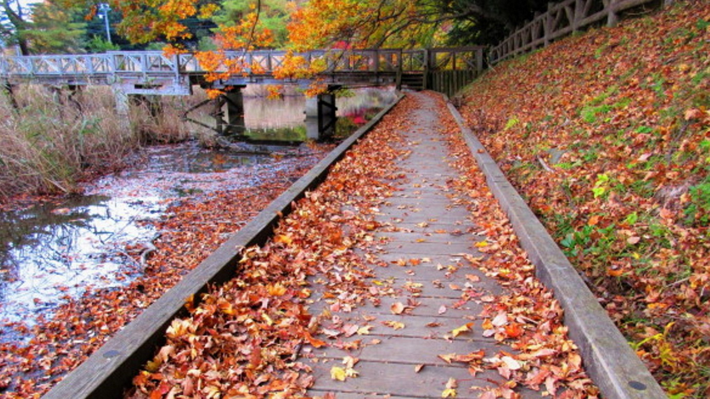 木々が赤く染まる季節、湖畔の道も秋の装いに。