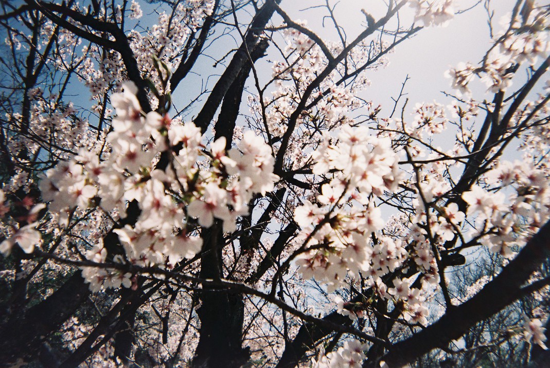 2月上旬〜綺麗に咲き誇る伊豆の桜。プラン特典「写ルンです」でたくさん写真を撮ってみてください♪