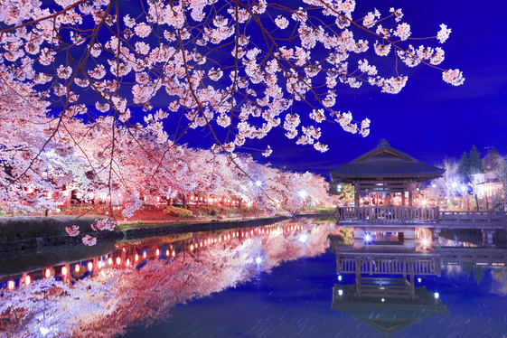 上沼公園夜桜