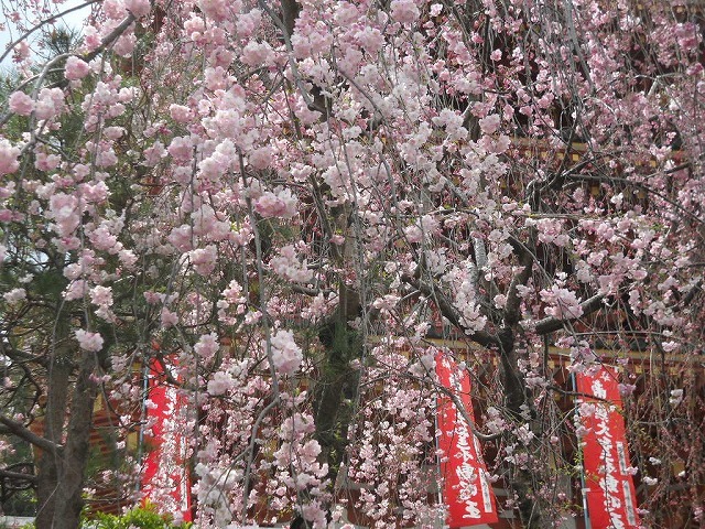 高幡不動尊の満開桜
