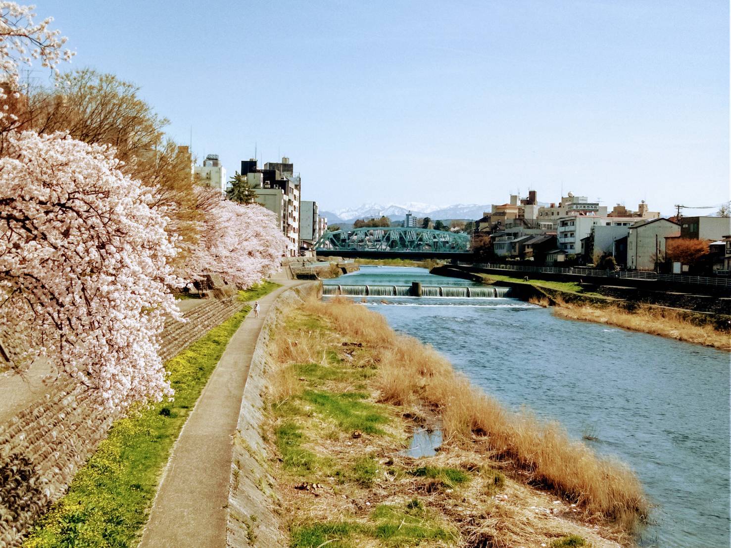犀川２０２０桜