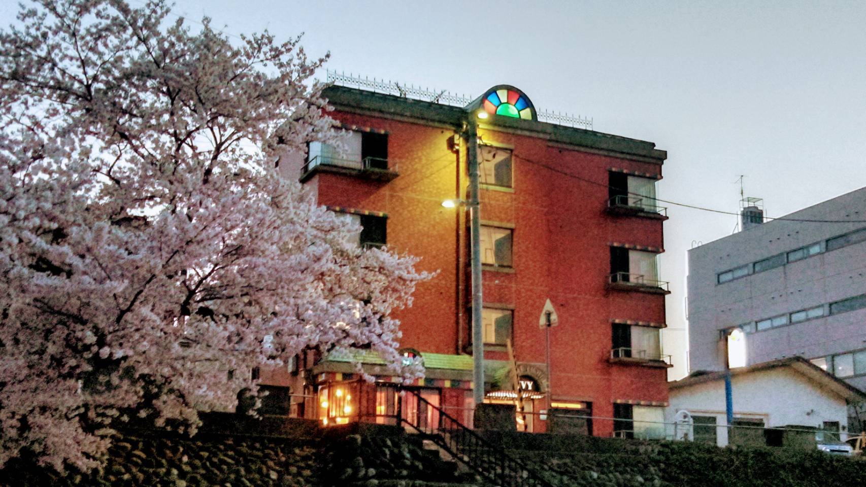 アイビー外観と桜