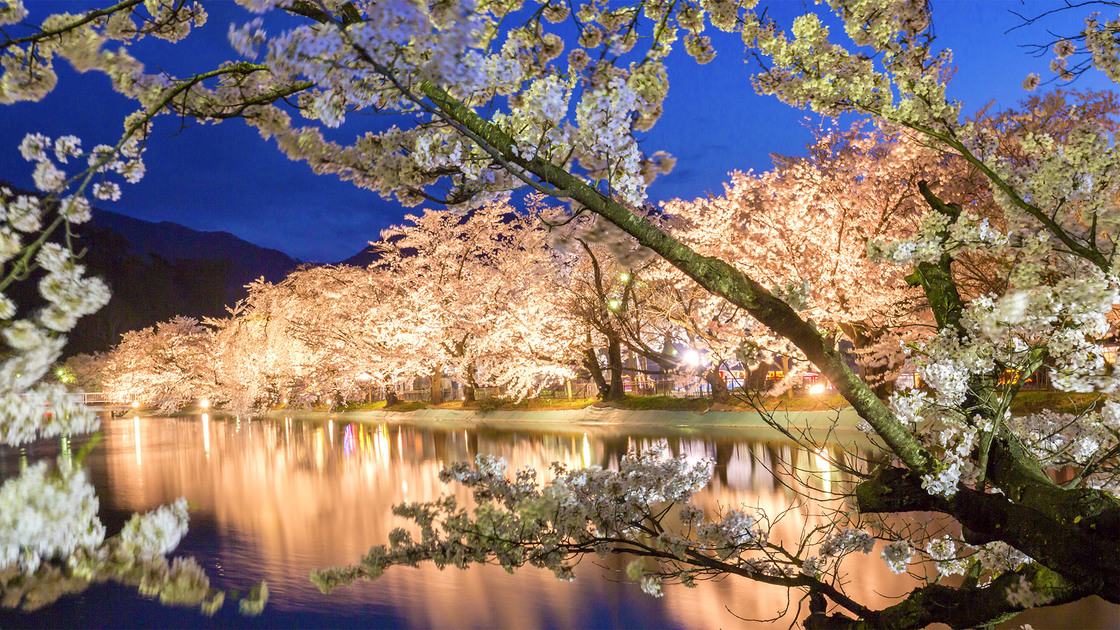【臥竜公園の桜(夜)】4月中旬〜4月下旬(見頃の目安)／ホテルから車約40分