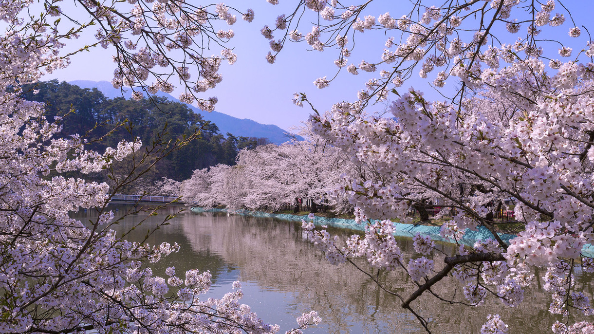 【臥竜公園の桜(昼)】4月中旬〜4月下旬(見頃の目安)／ホテルから車約40分