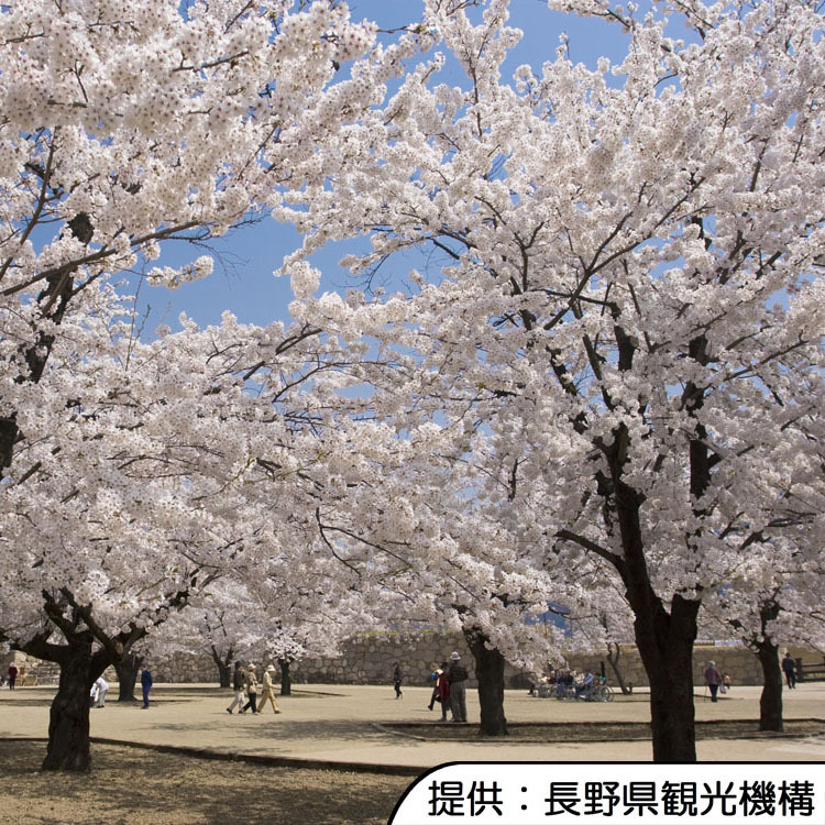 【松代城跡の桜】4月中旬〜4月下旬(見頃の目安)／ホテルから徒歩約15分