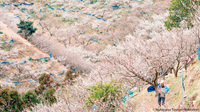 【期間限定】梅の里！個包装梅干しのつかみ取り体験＜夕朝食付・オールインクルーシブ＞
