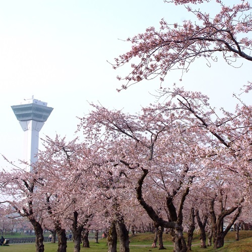 桜五稜郭公園